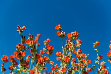 Desert Globemallow (Sphaeralcea ambigua) photo