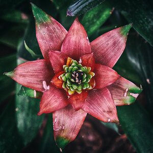 Flora nature bloom