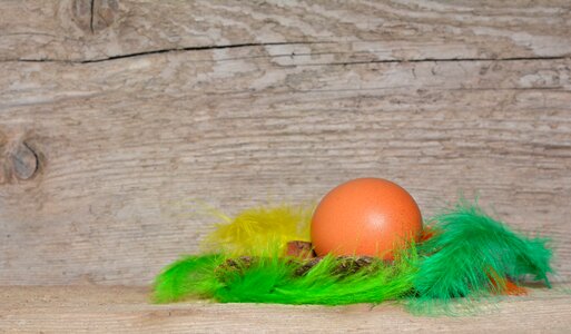 Colorful feathers wood text freedom