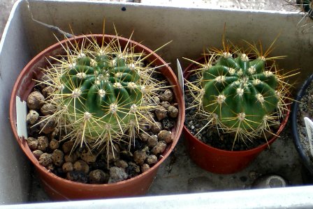 Soehrensia bruchii [Author PTKS Public Domain]