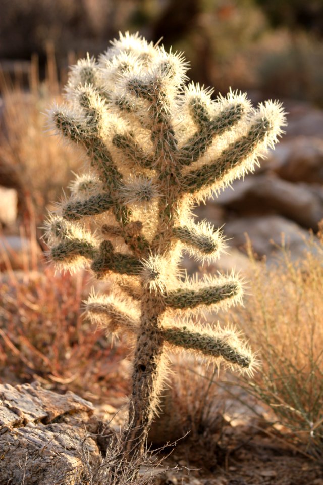 Cylindropuntia, Split Rock Loop Trail