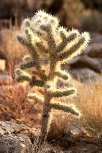 Cylindropuntia, Split Rock Loop Trail