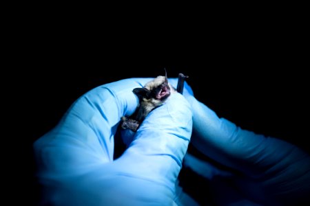 Bat Research photo