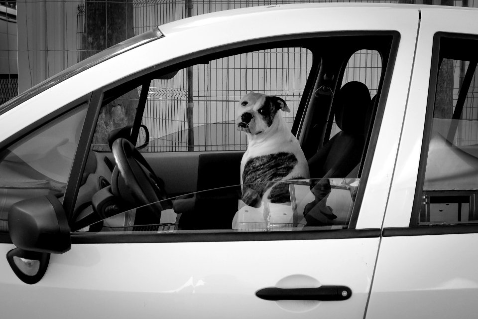 Le gardien de la twingo
