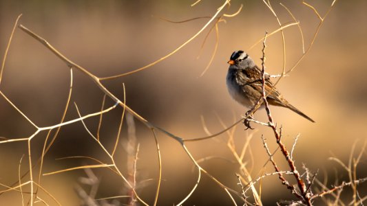 White-Crowned Sparrow