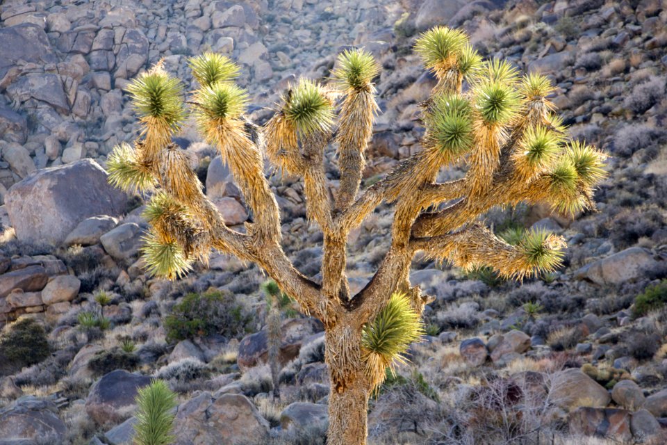 Backlit Joshua tree along Park Blvd. photo