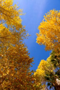 Frémont's cottonwood (Populus fremontii) foliage at Cottonwood Springs photo