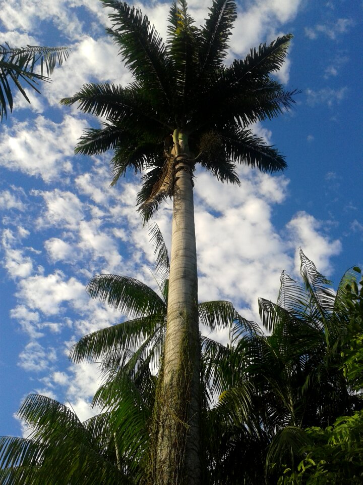 Brazil tree beach