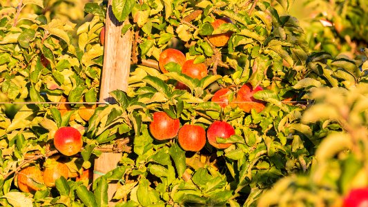 Äpfel im alten Land.jpg