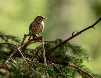 Pine Siskin
