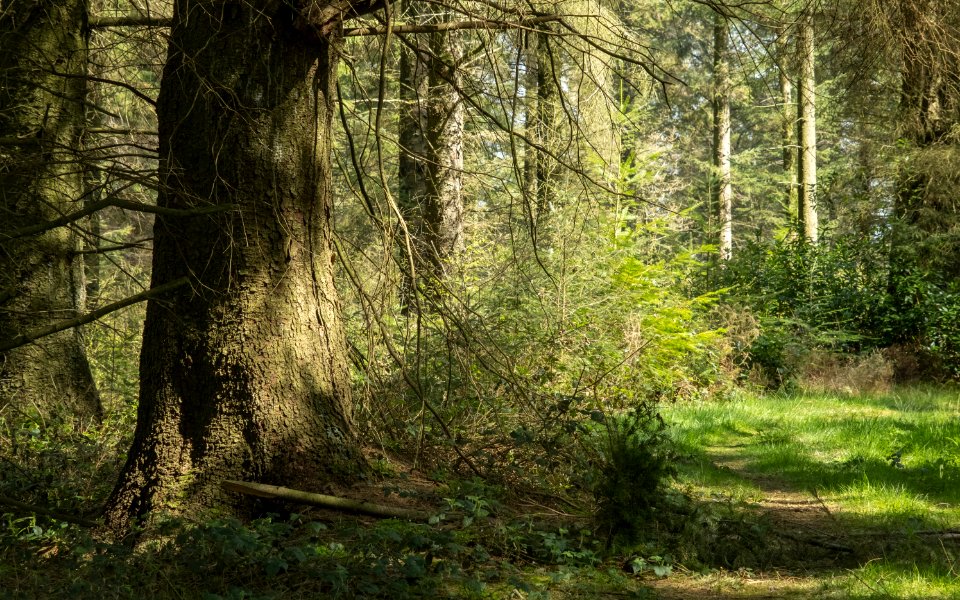 Pant-du woodland, N/Wales, UK, 2021.