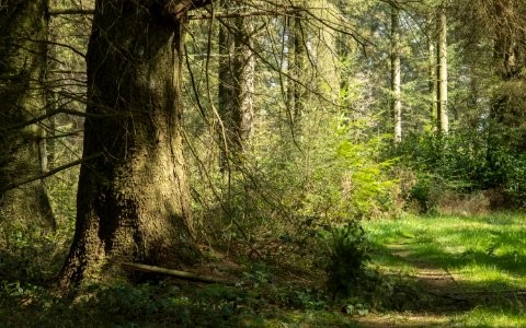 Pant-du woodland, N/Wales, UK, 2021. photo