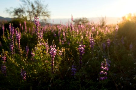 Arizona Lupine near Cottonwood
