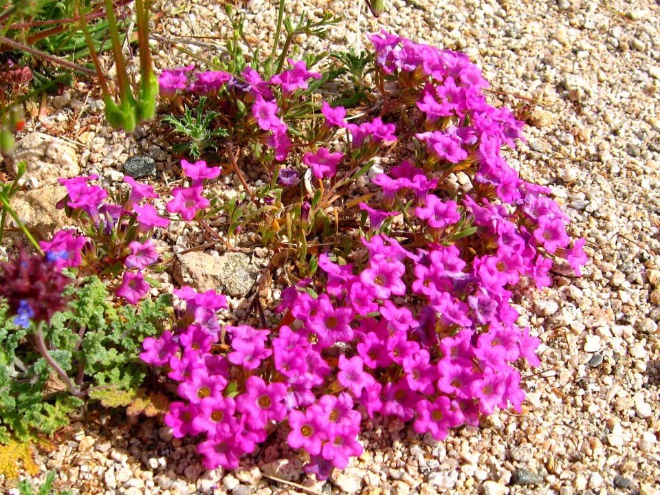 Purplemat (Nama demissum); Pinto Basin