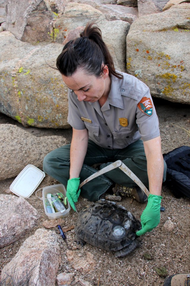 Wildlife Biologist Measures the Length of a Desert Tortoise