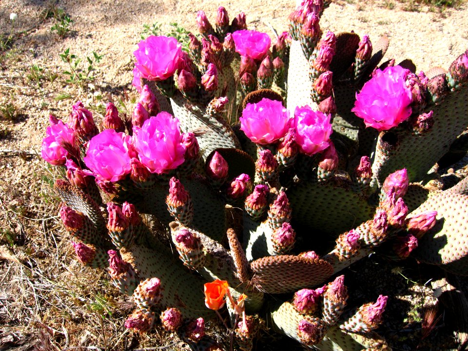 Opuntia basilaris, Beavertail