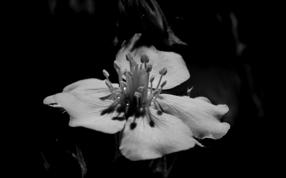 Throwaway Frame: Old Movie Feels