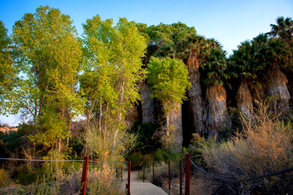 California fan palms (Washingtonia filifera) and Frémont's cottonwoods (Populus fremontii) at Cottonwood Springs