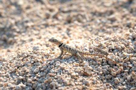 Desert spiny lizard (Sceloporus magister) in the sand near Cottonwood Springs photo