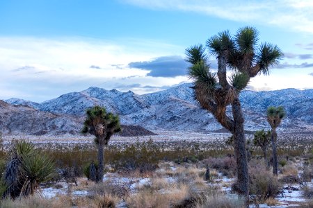 Joshua trees (Yucca brevifolia)