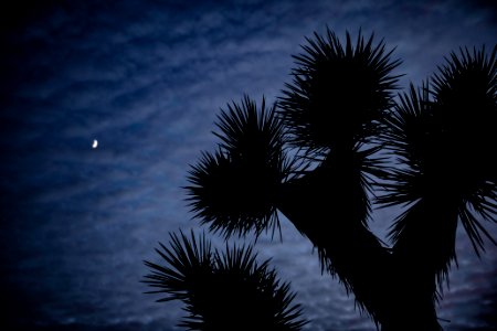 Crescent moon and Joshua tree silhouette photo