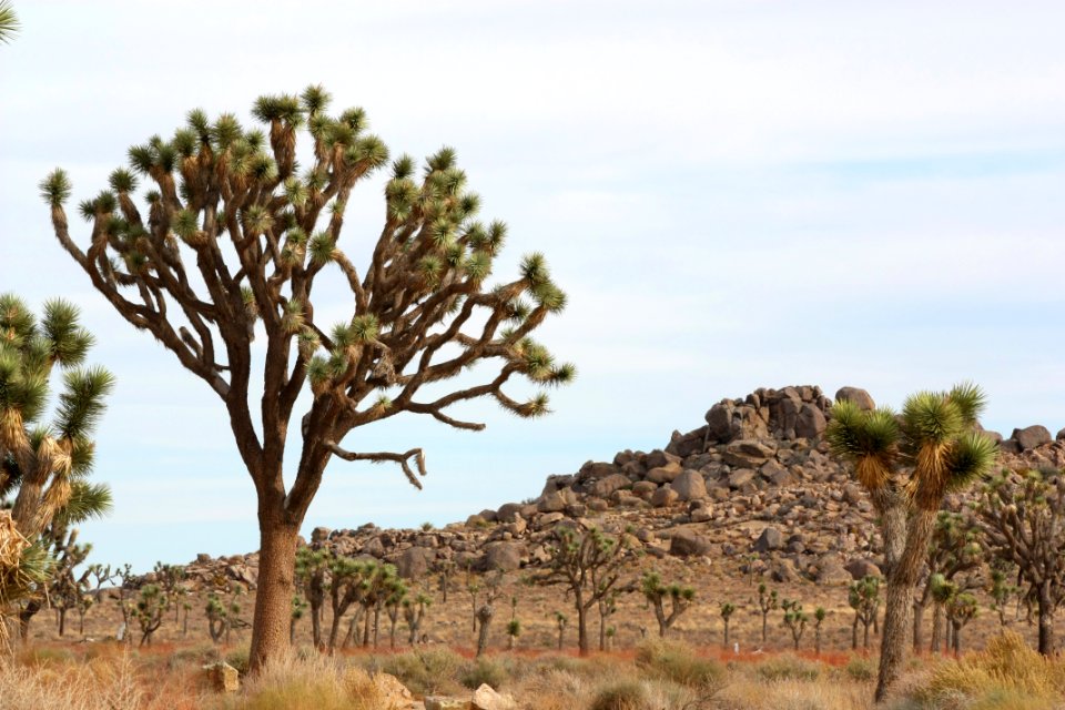 Joshua trees along Park Boulevard photo