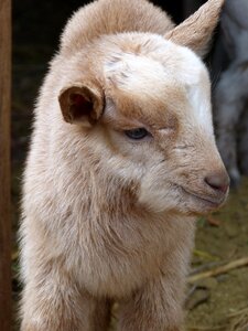 Breeding goat newborn