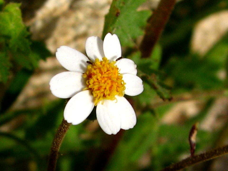 Emory's rockdaisy (Perityle emoryi); Cleghorn Wilderness