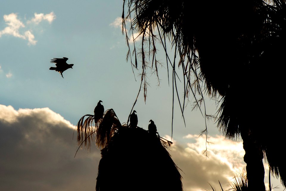 Vultures Roosting at Oasis of Mara; 10/7/15