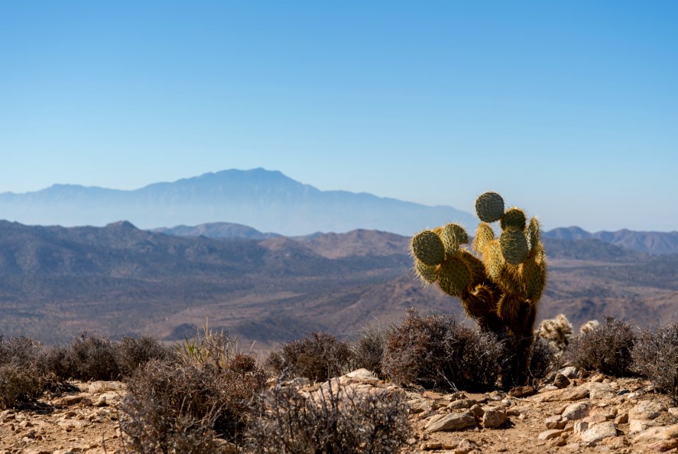 Ryan Mountain Summit