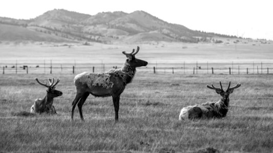 Hartsel, Colorado