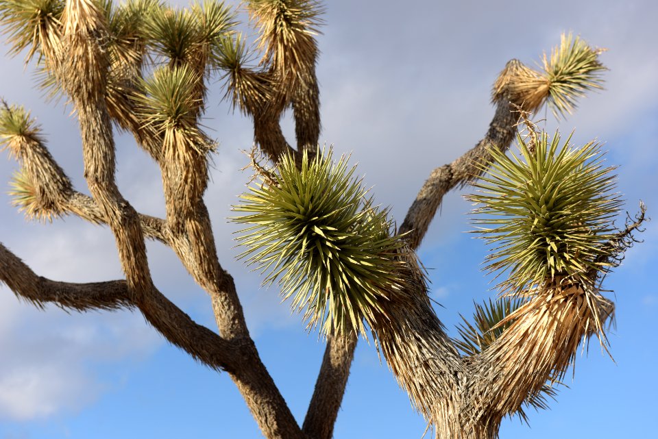 Joshua Trees and Sky