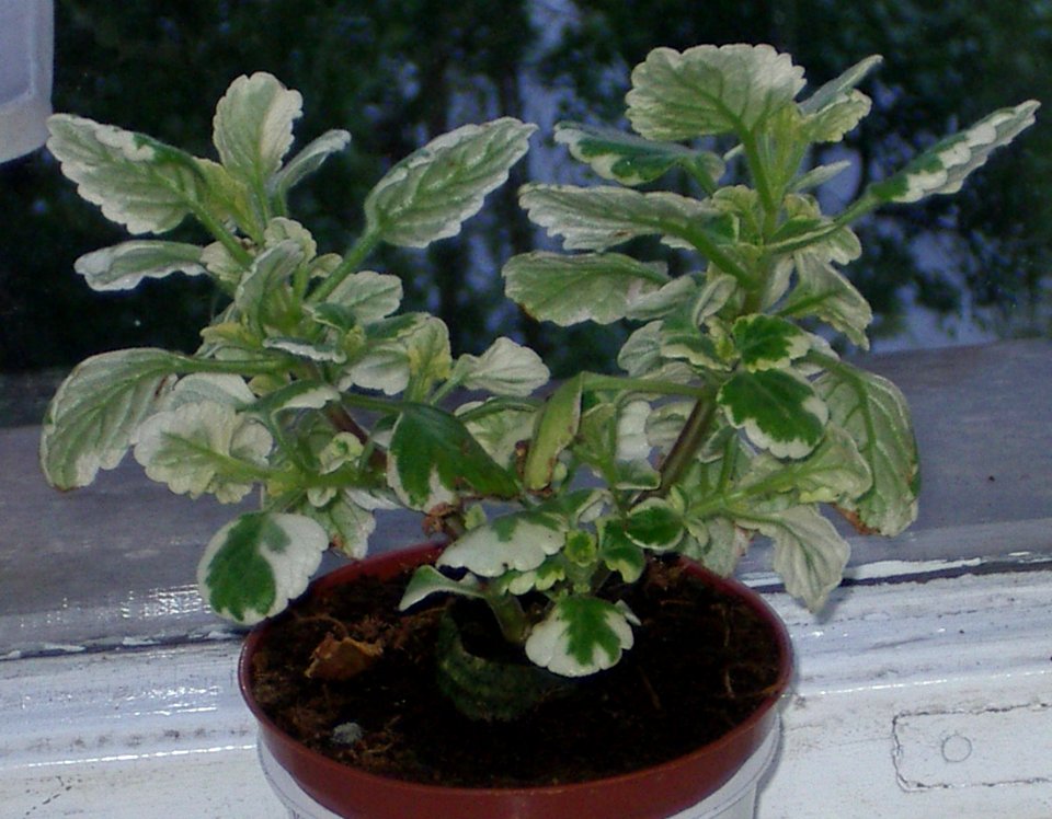 Plectranthus [Author PTKS Public Domain]