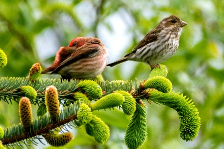 Purple Finch pair. Taken along the Snohomish Valley, WA.