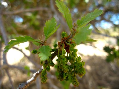 Oak tree; Live Oak picnic area