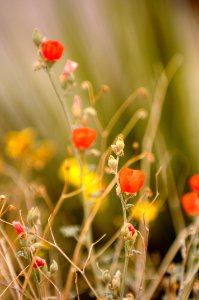 Globemallow blossoms at Oasis Visitor Center