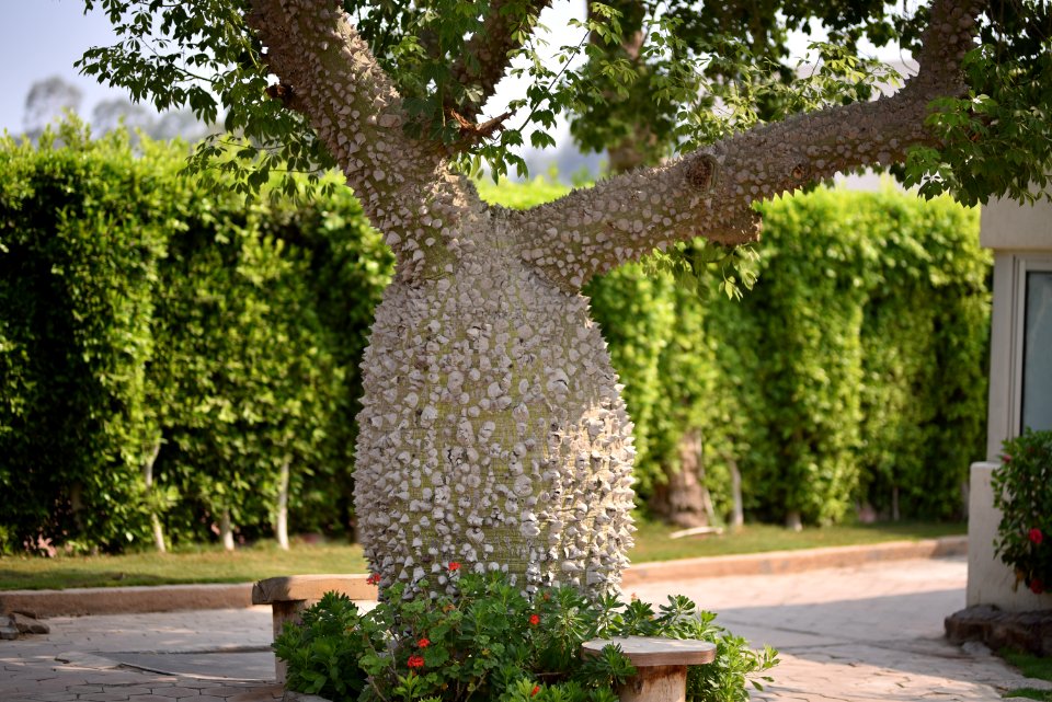 شجرة - القاهرة - منتجع Pyramids Park