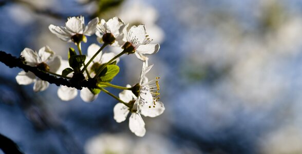 Bloom blossom white