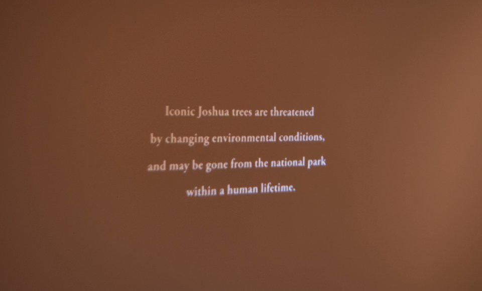 Black Rock Gallery: Juniper Harrower