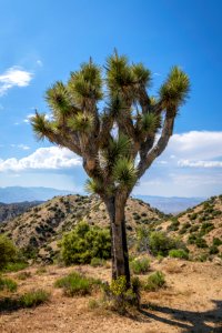 Joshua tree at Upper Covington Flats photo