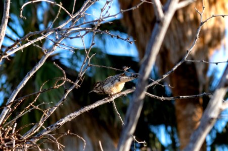 Cactus wren (Campylorhynchus brunneicapillus) at the Oasis of Mara photo