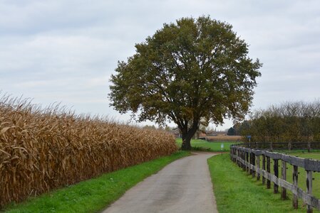 Landscape corn still life photo