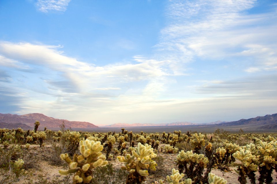 Teddybear cholla (Cylindropuntia bigelovii); Cholla Cactus Garden