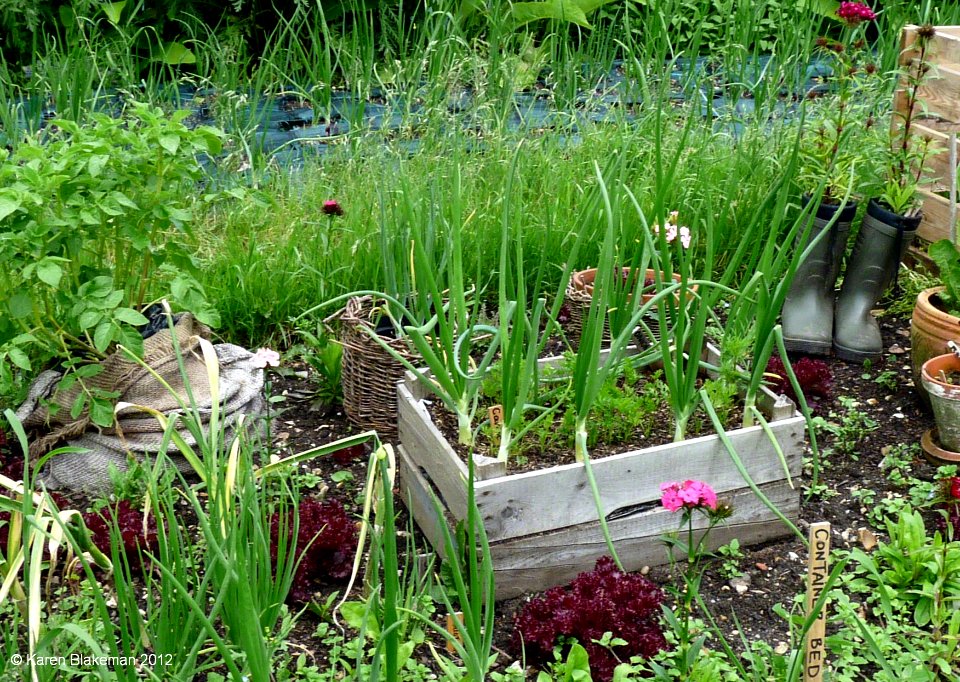 June 16th, 2012 Container Gardening