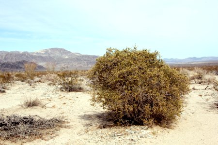 Jojoba (Simmondsia chinensis); Pinto Basin photo