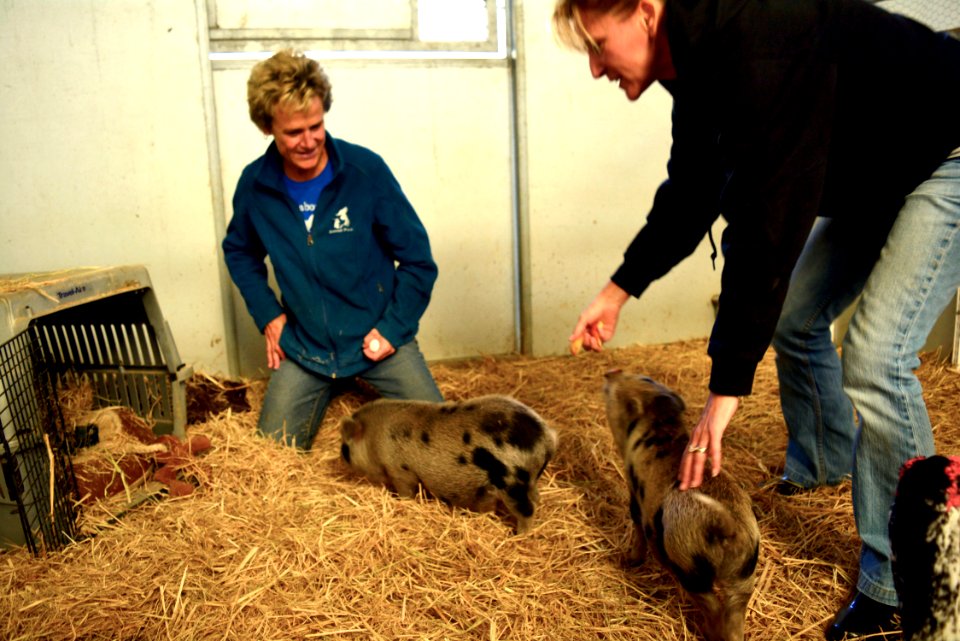 jankimpigs2