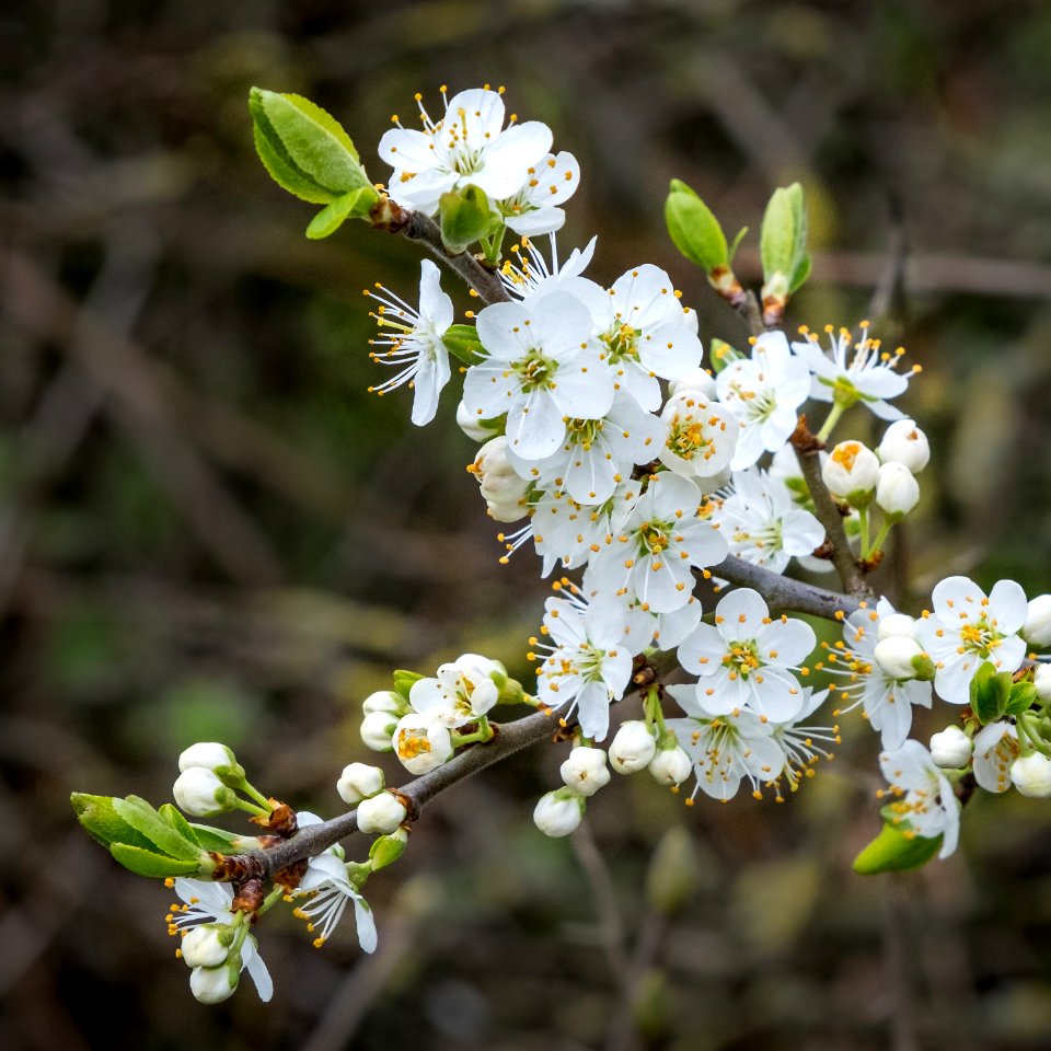 Blossum, Chorlton by Backford, Cheshire, UK, 2021.