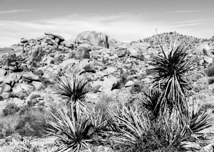 View on Mastodon Peak Loop trail