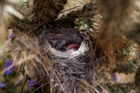 Sparrow nestlings in cholla nest photo