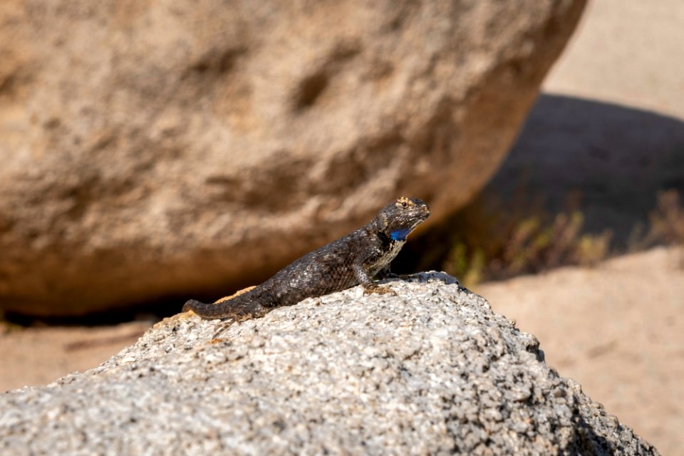 Great Basin fence lizard (sceloporus occidentalis longpipes) photo